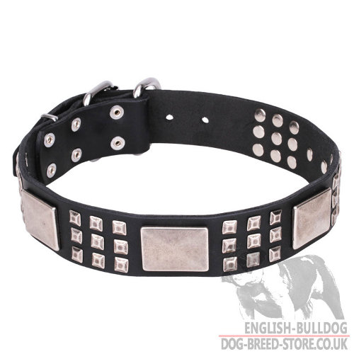 Leather Collar for English Bulldog with Pyramids and Plates