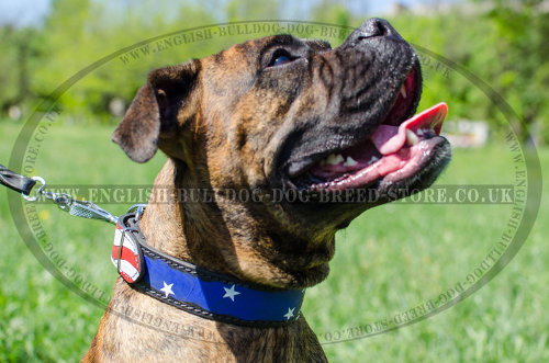 Leather Dog Collar for Boxer with Hand Painted Stars and Stripes - Click Image to Close