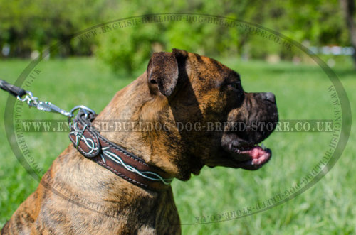Leather Dog Collar for Boxer with Hand Painted Barbed Wire