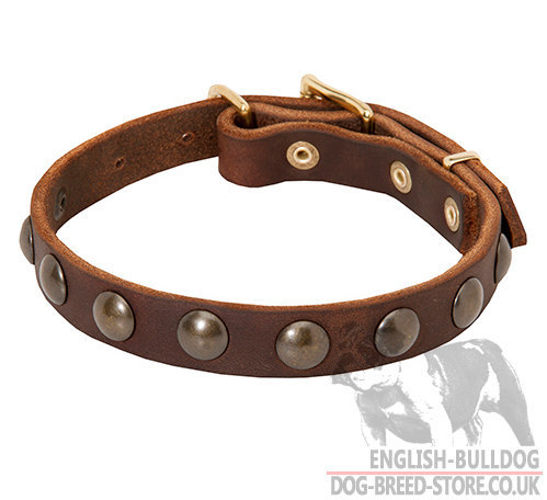 Pug Dog Collar of Narrow Leather with Row of Round Brass Studs