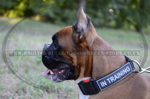 Training Collar for Boxer with Patches and Quick-Detach Buckle