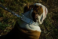 french bulldog spike collar